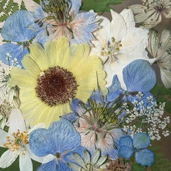 Drama geheimnisvoller Blumen