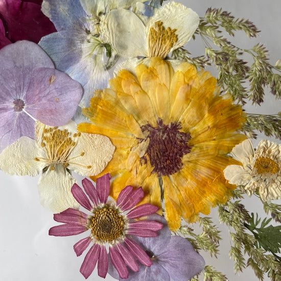 Hund im Frühlingsmantel