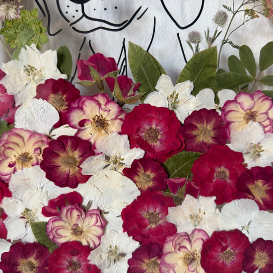 Hund im Frühlingsmantel