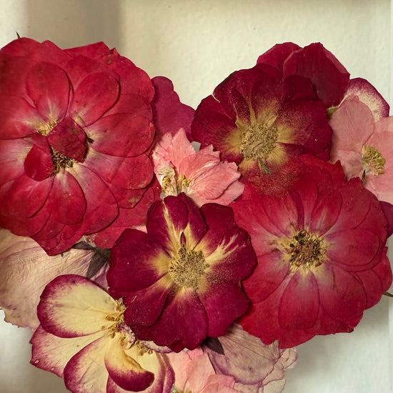 Blühen unter dem Schnee