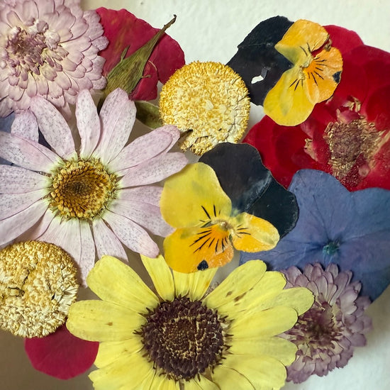 Blühen unter dem Schnee