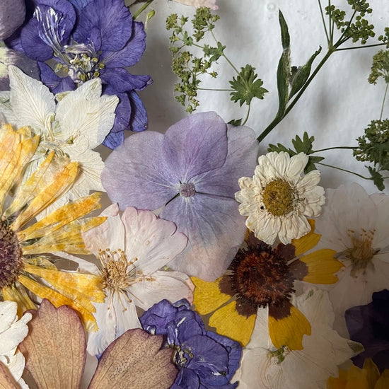 Pfingstrose im Garten