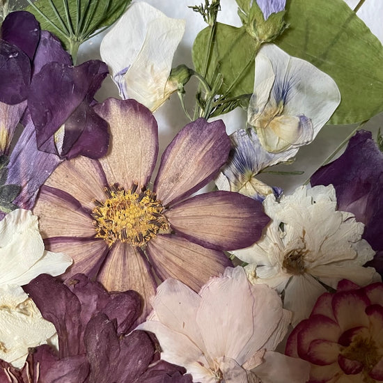 Nachtgarten der Träume