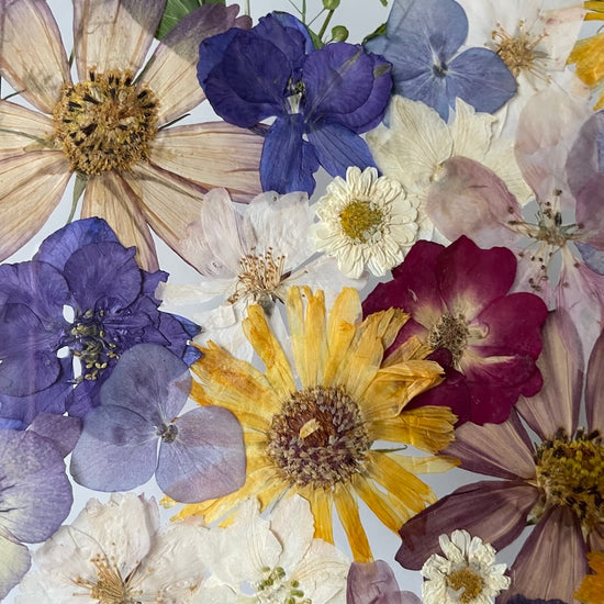 Nachtgarten der Träume