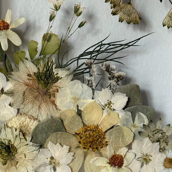 Aus den Tiefen der Meeresschönheiten