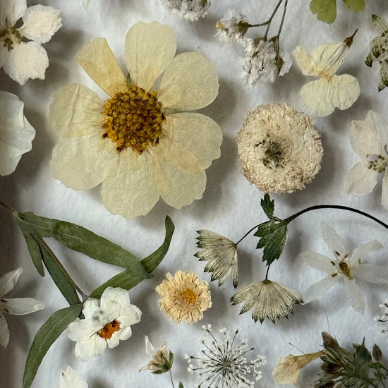 Aus den Tiefen der Meeresschönheiten