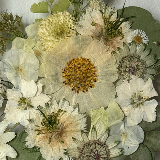 Aus den Tiefen der Meeresschönheiten