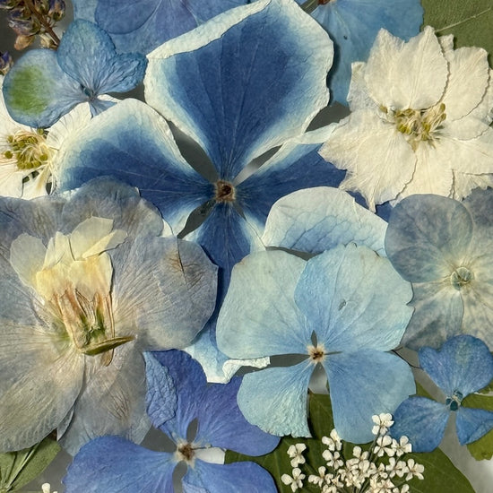 Drama geheimnisvoller Blumen