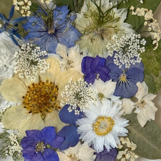 Aus den Tiefen der Meeresschönheiten