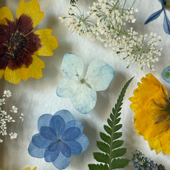 Drama geheimnisvoller Blumen