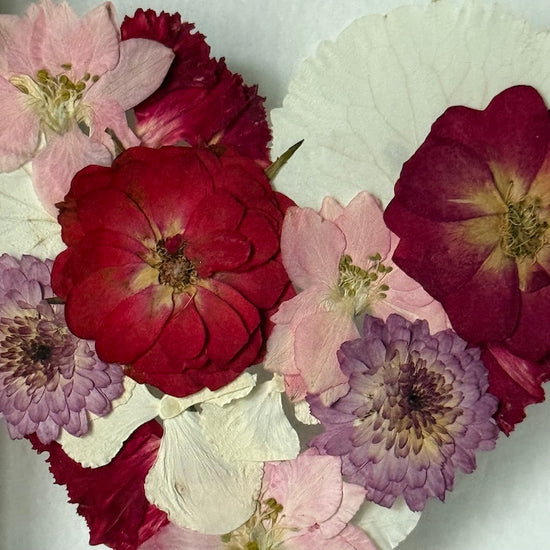 Blühen unter dem Schnee