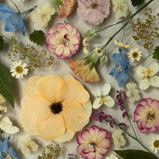 Aprikosenblüte