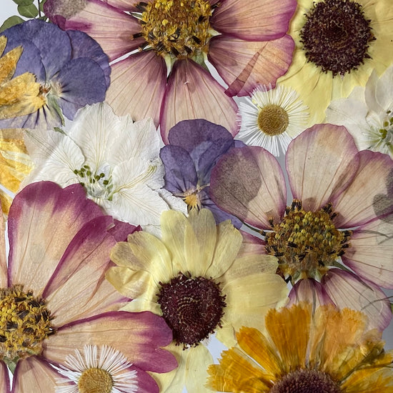 Hund im Frühlingsmantel