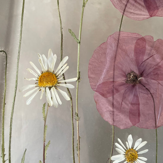 Das Geheimnis der blauen Hortensie