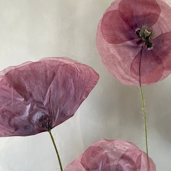 Das Geheimnis der blauen Hortensie