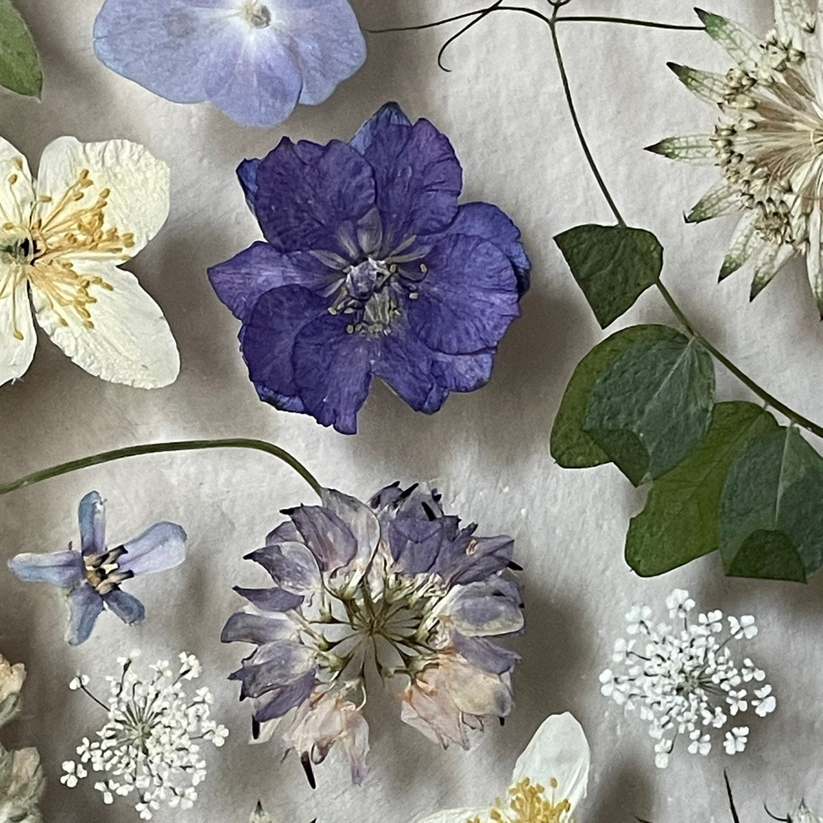 Um die eine drehen sich die Blüten