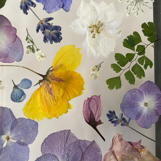 Drama geheimnisvoller Blumen