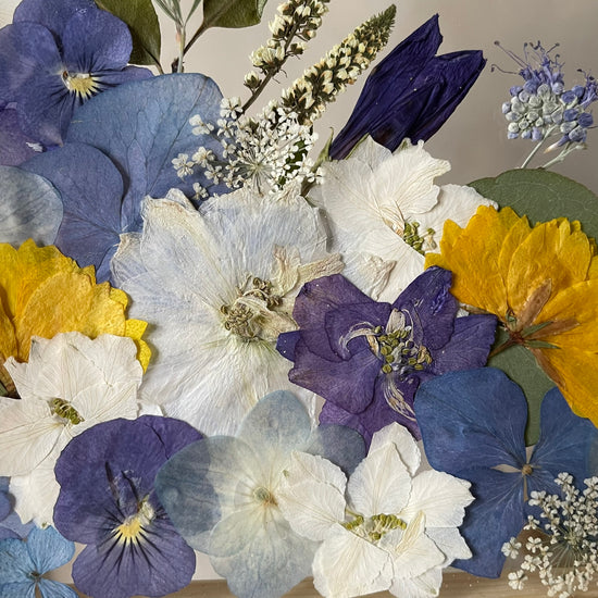 Aus den Tiefen der Meeresschönheiten