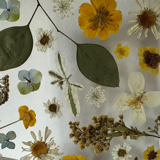 Im Licht der Blumensterne