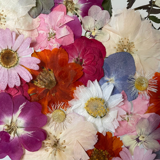 Hund im Frühlingsmantel