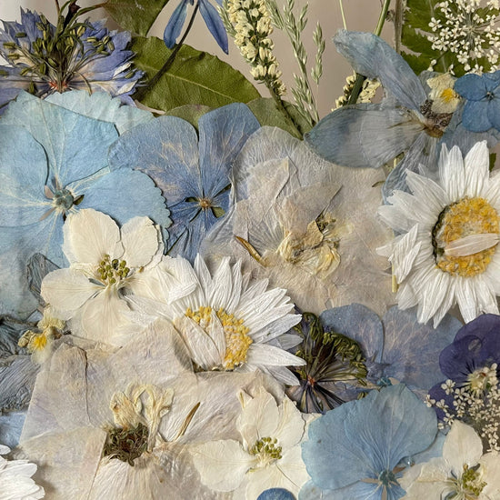 Aus den Tiefen der Meeresschönheiten