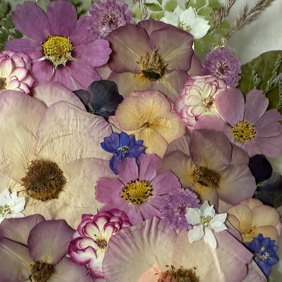 Rosen in ihrer Schönheit
