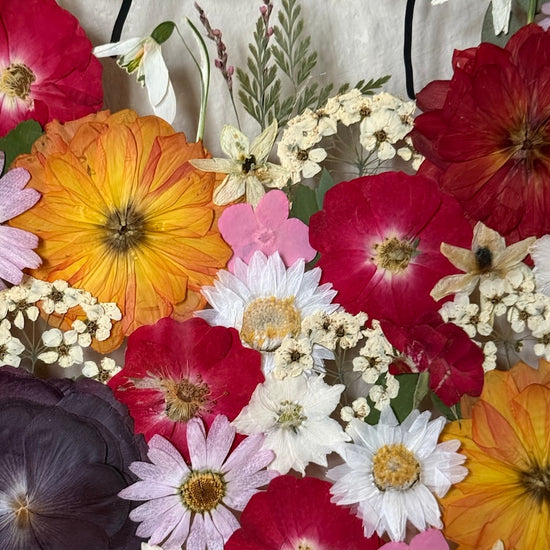 Hund im Frühlingsmantel