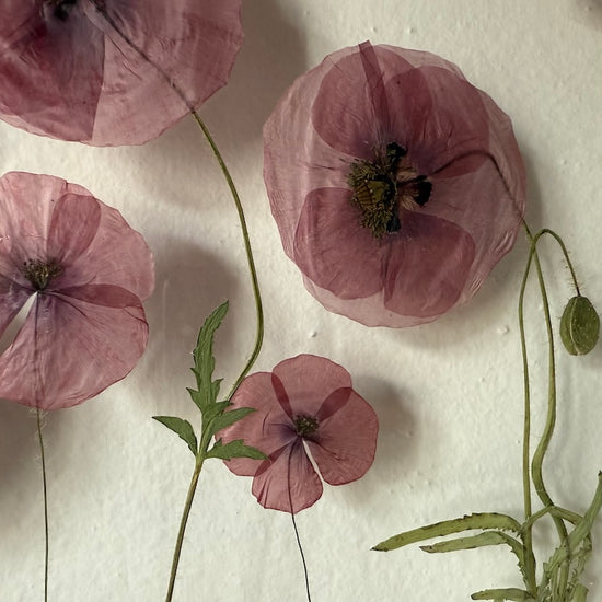 Das Geheimnis der blauen Hortensie