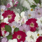Warmer Sommerregen