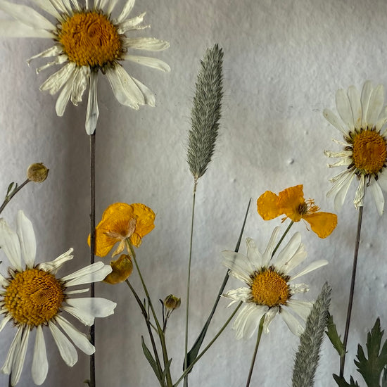 Wiesenblume