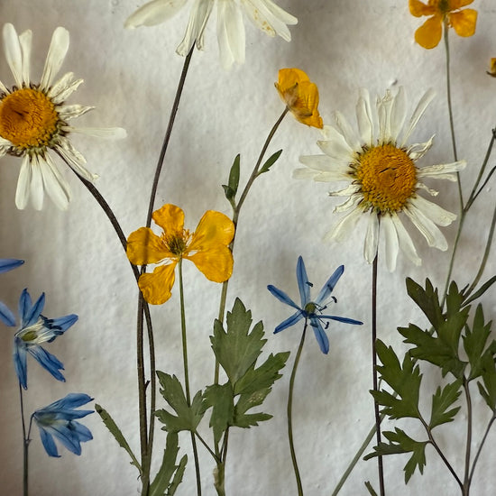 Wiesenblume