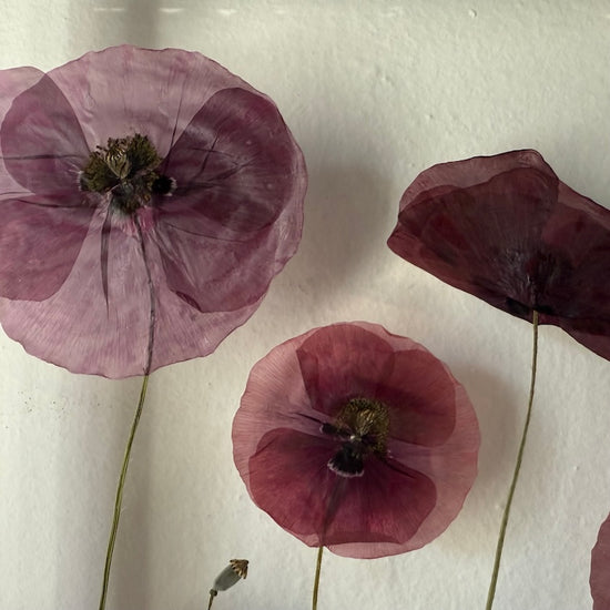 Das Geheimnis der blauen Hortensie