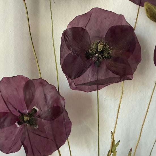 Das Geheimnis der blauen Hortensie