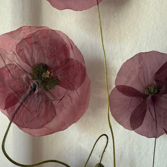 Das Geheimnis der blauen Hortensie