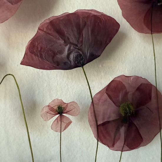 Das Geheimnis der blauen Hortensie