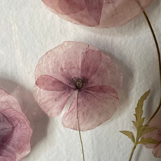 Das Geheimnis der blauen Hortensie