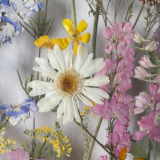 Das Geheimnis der blauen Hortensie