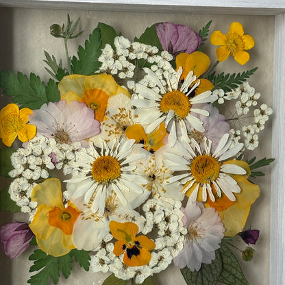 Sonnendurchflutete Margeriten