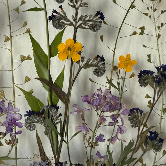 Das Geheimnis der blauen Hortensie