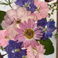 Drama geheimnisvoller Blumen