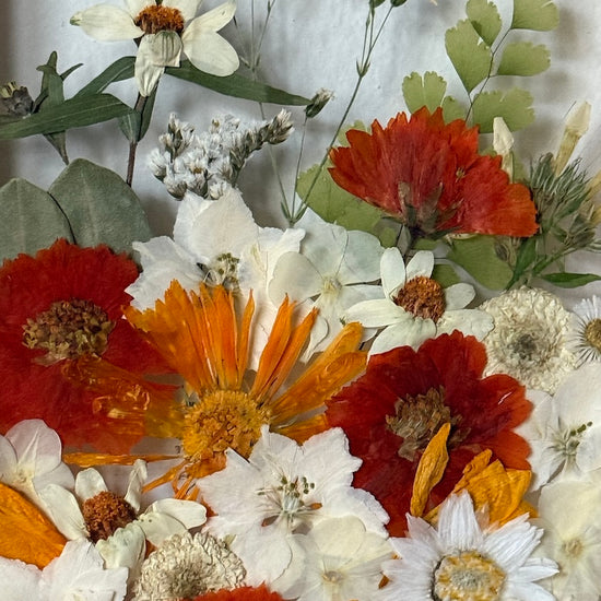 Aus den Tiefen der Meeresschönheiten