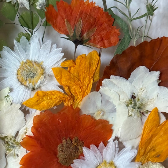 Blumige Vergänglichkeit