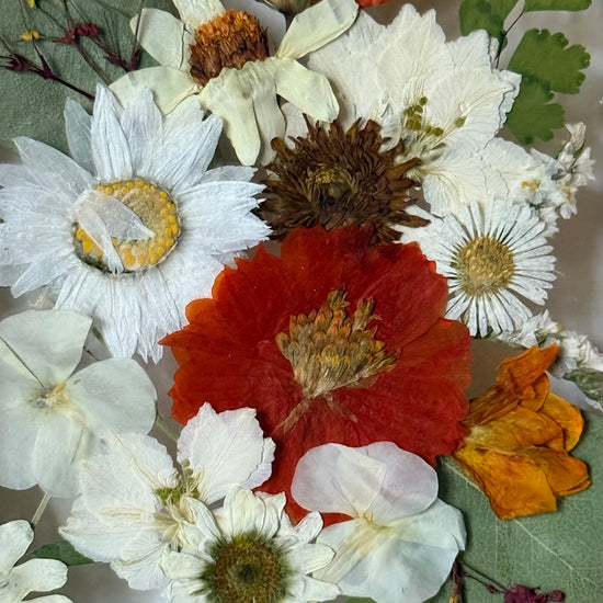 Blumige Vergänglichkeit