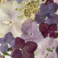 Farben der Seele
