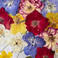 Farben der Seele
