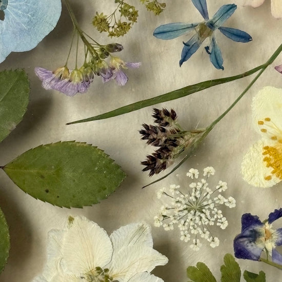 Drama geheimnisvoller Blumen