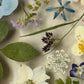 Drama geheimnisvoller Blumen