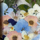 Drama geheimnisvoller Blumen
