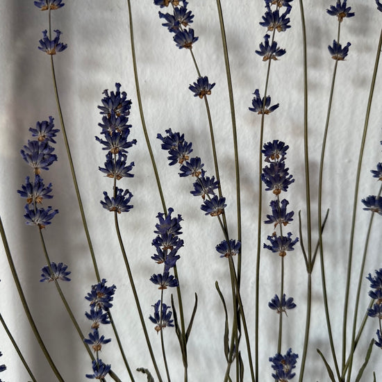 Das Geheimnis der blauen Hortensie