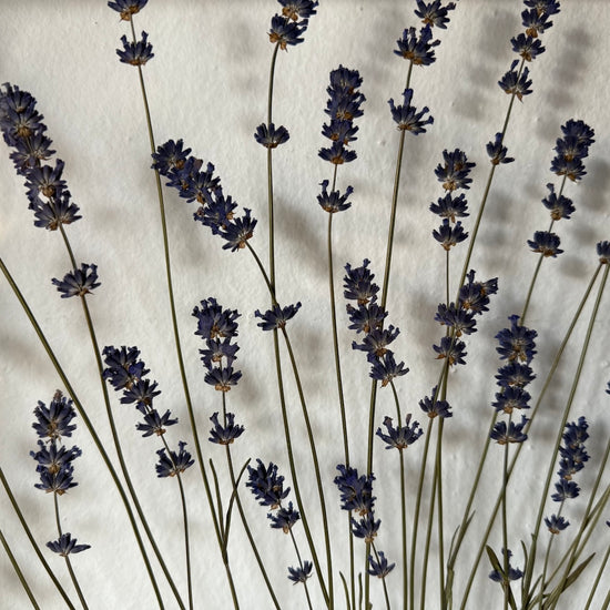 Das Geheimnis der blauen Hortensie